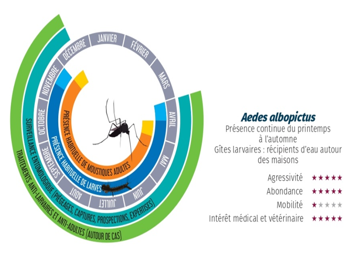 Dynamique d'Aedes albopictus