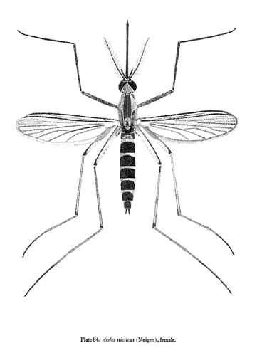 Aedes sticticus