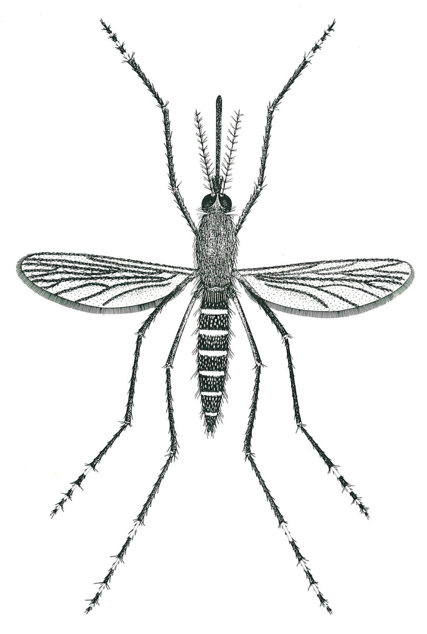 Aedes annulipes cantans